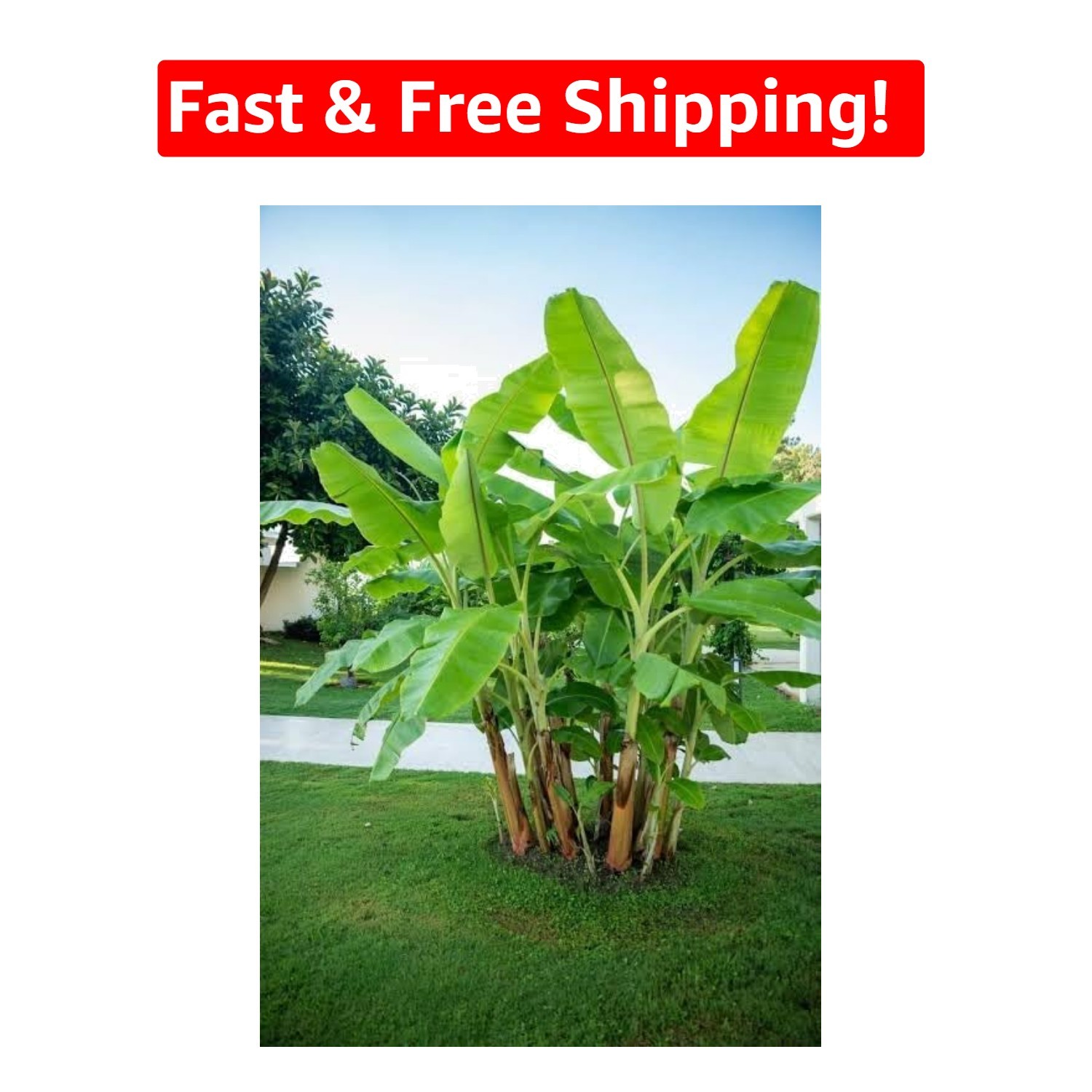 Grow 5 Beautiful Darjeeling Banana Seeds – Hardy Indoor Plants for Every Space