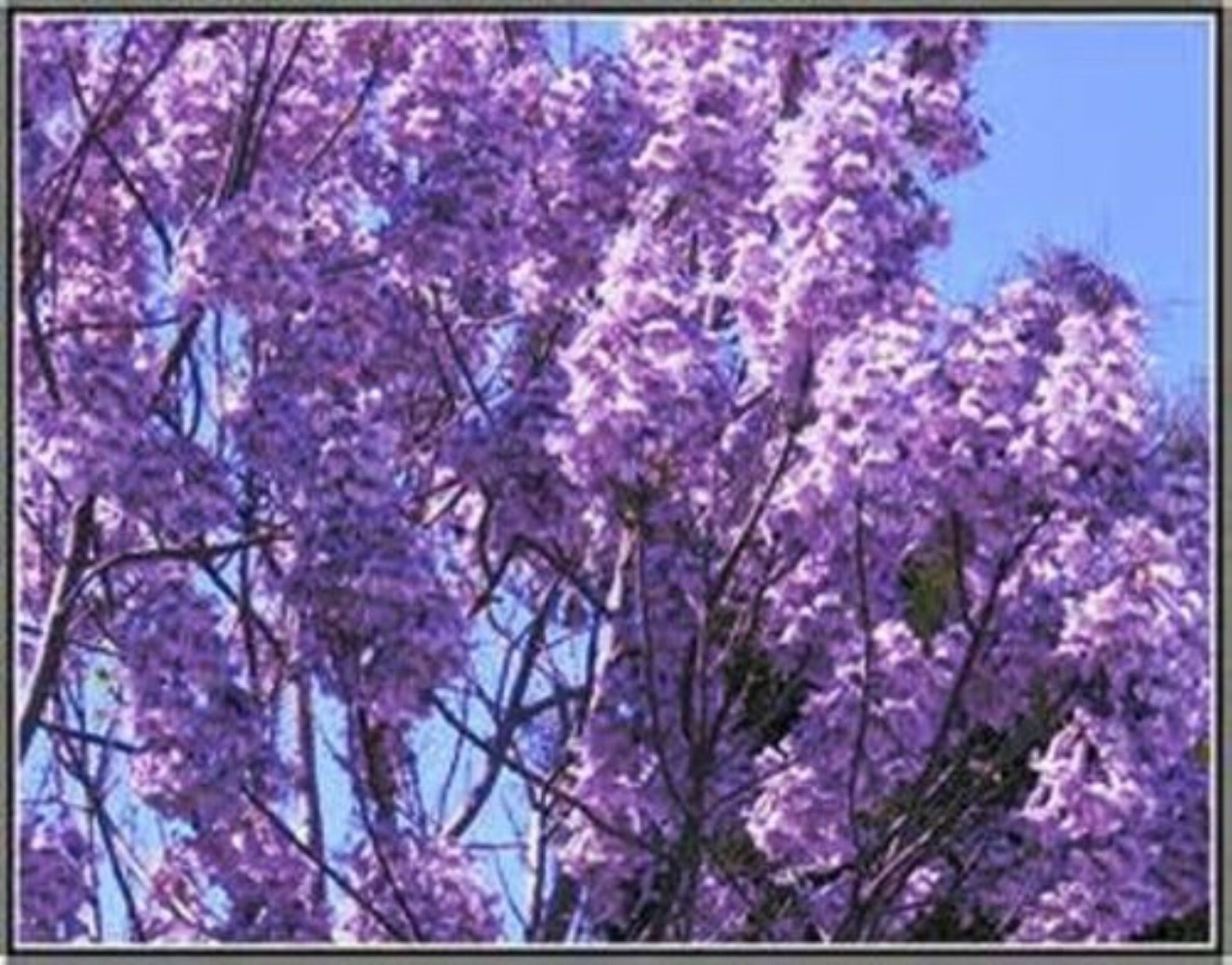 Royal Paulownia Tomentosa 1000+ Seeds, FASTEST GROWING TREE in the world