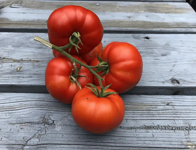 120+ Sub Arctic Plenty Tomato Seeds – Heirloom – Organic – NON GMO . 45 -50 Days