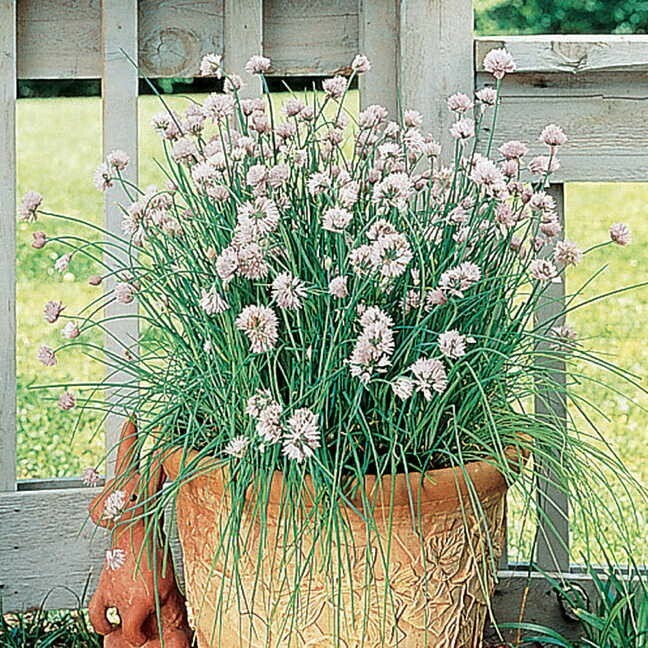 150 GARLIC CHIVE / CHIVES HERB SEEDS ~ 2026 ~ heirloomseedguy ~ USA
