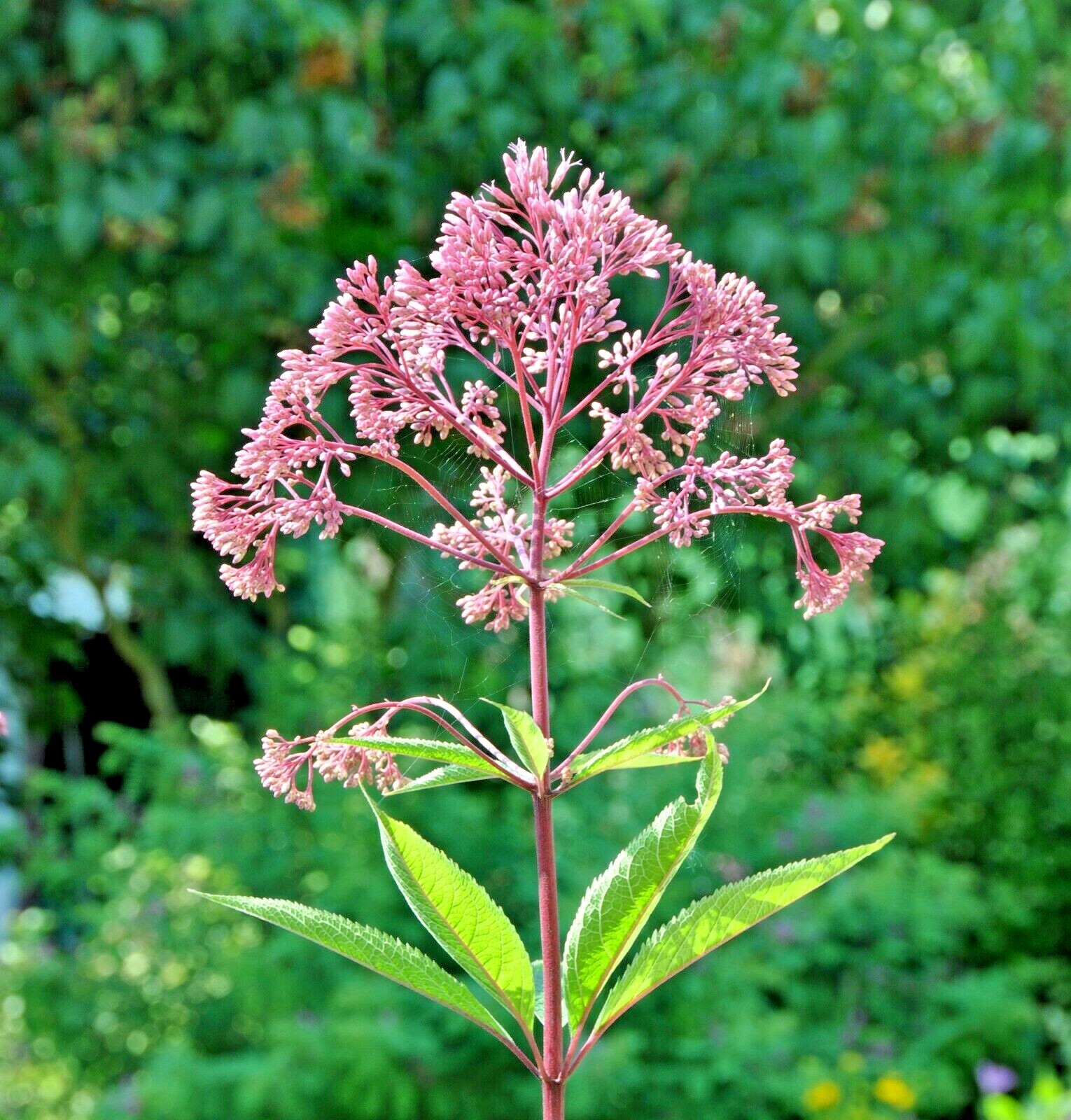 201+JOE PYE WEED Seeds Native Wildflower Vanilla Summer Flower Garden Heat Cold