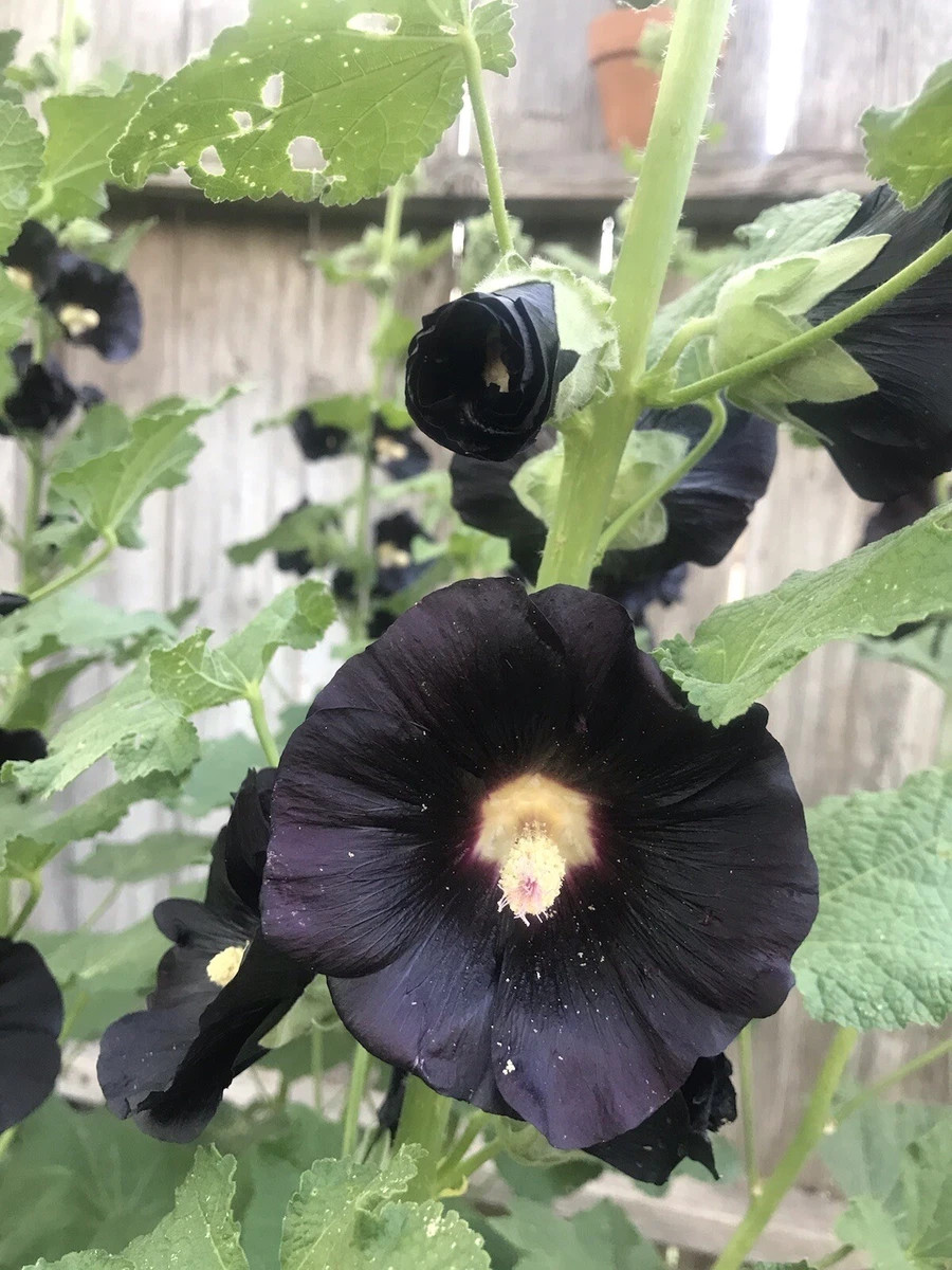 25 NC Organic Hollyhock (Alcea) Dark Black Deep Purple 2025 Flower Seeds