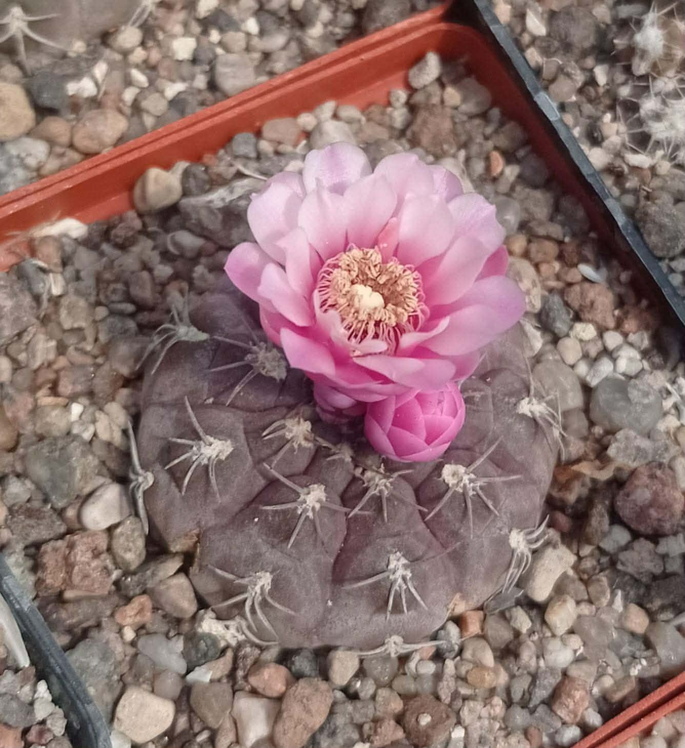 Gymnocalycium Sanguiniflorum 25 Seeds Free Shipping!