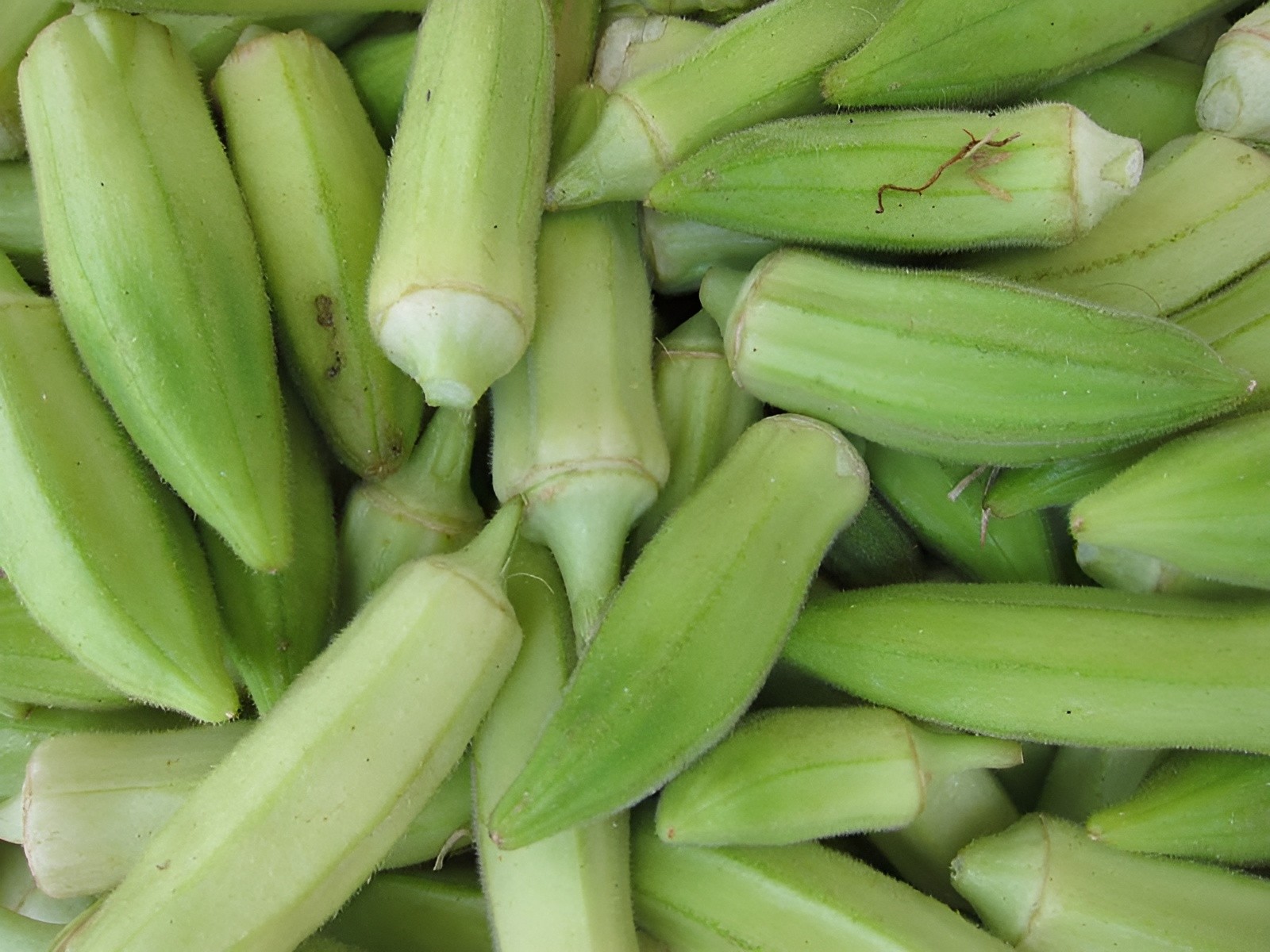 60 Heirloom Blondy Okra Seeds – High Yielding Compact Tender 3-5″ Pods Organic