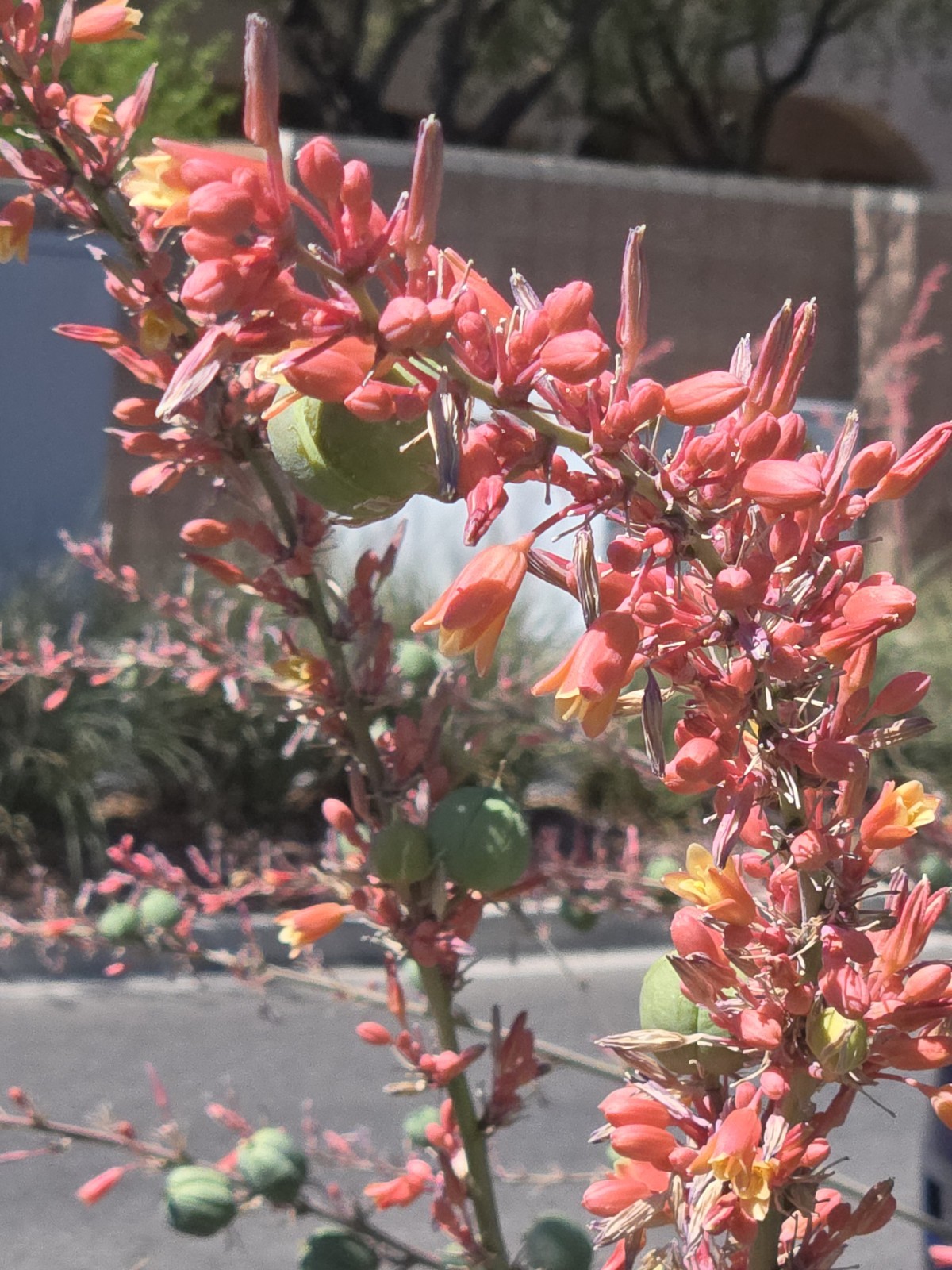 Giant Hesperaloe Funifera, False Yucca, Red / Pink Flowers (40, 2025 Seeds)