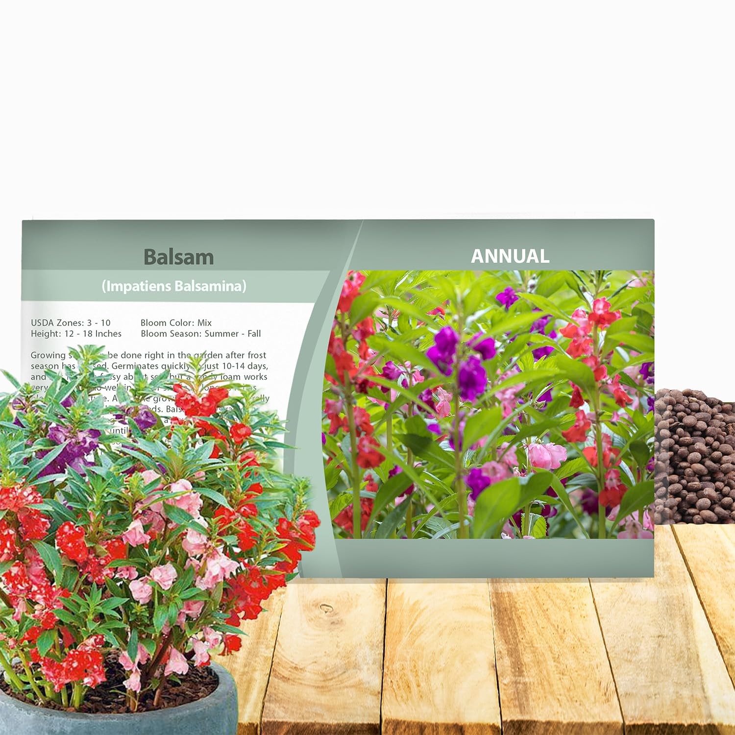 Balsam Impatiens Flower Seeds 500 Pcs Annual, Compact, Pollinator Friendly
