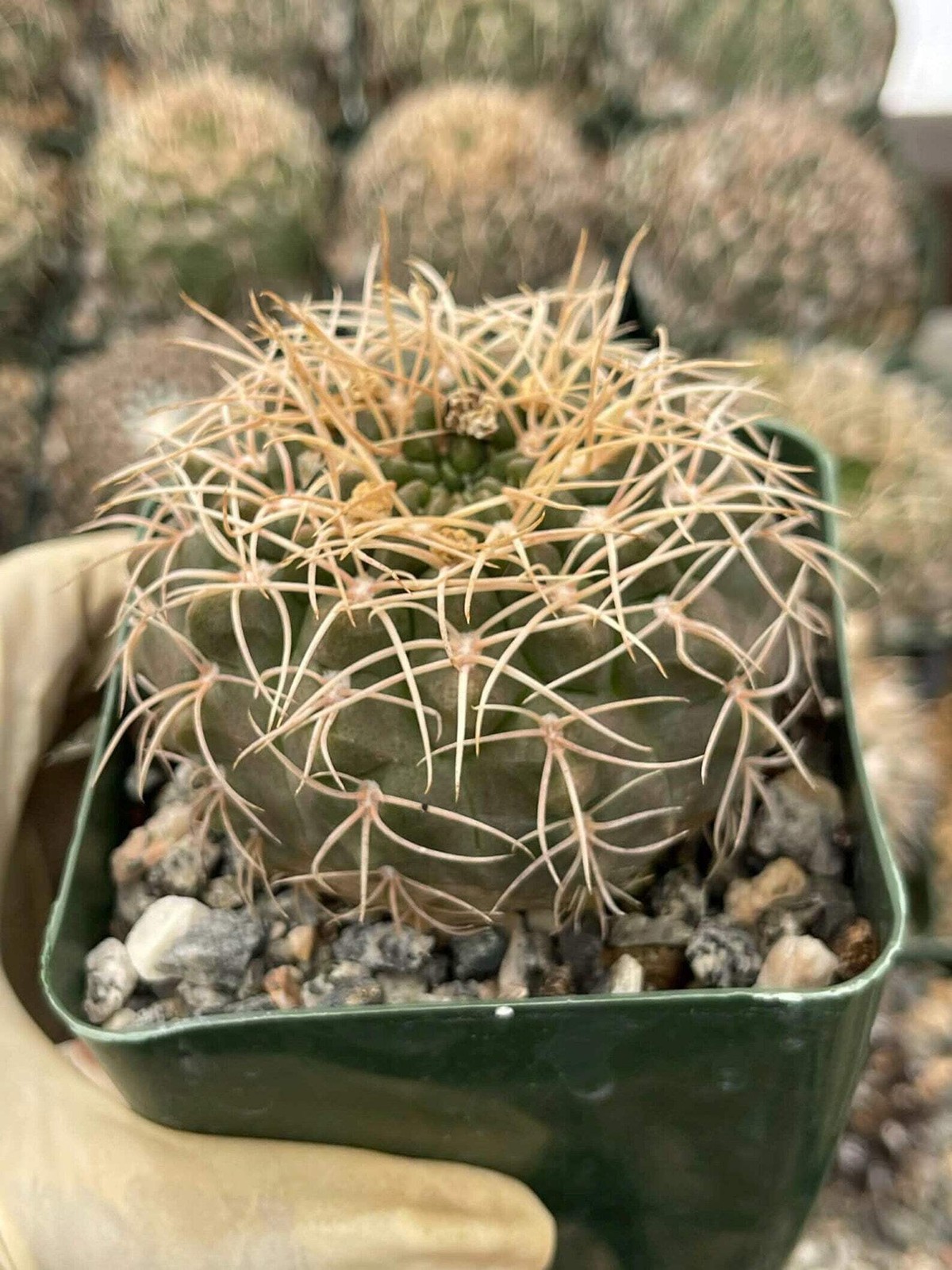 Gymnocalycium Golden Spine | Rare Seed Grown Live Cactus Plant