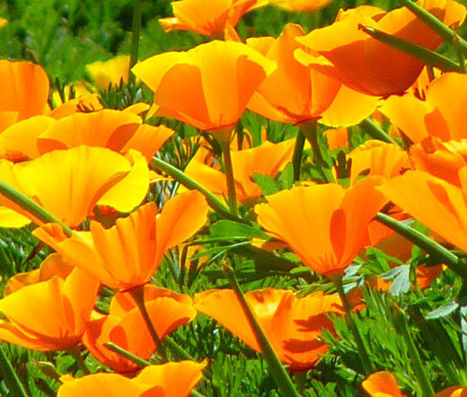 CALIFORNIA POPPY ORANGE Eschscholzia Californica – 5,000 Bulk Seeds
