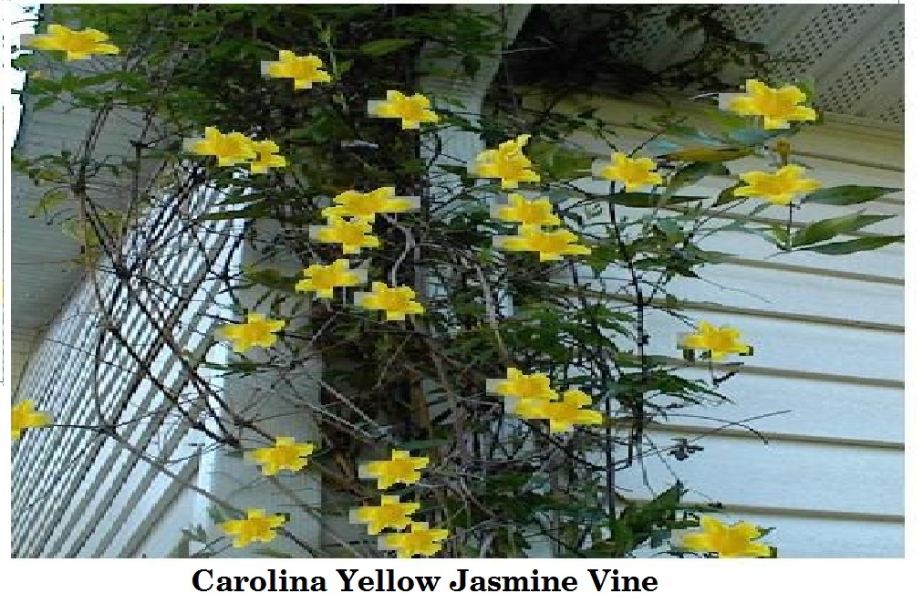 Carolina Yellow Jasmine Perennial Vine 50 + Seeds * Real Southern Jasmine * USA