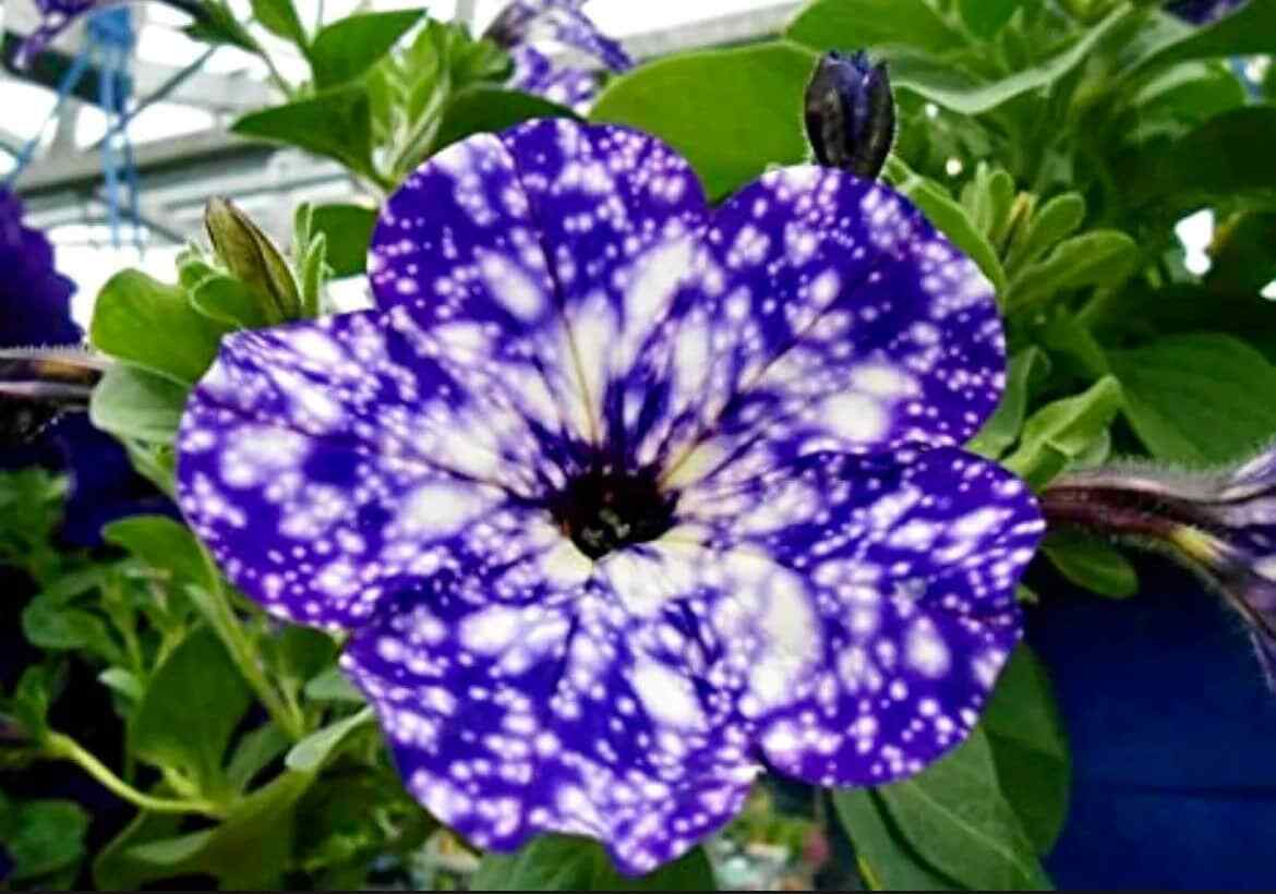Petunia Starry Sky Blue Seeds ~ Night Sky ~ Grow Your Own ~ Spring Flowers