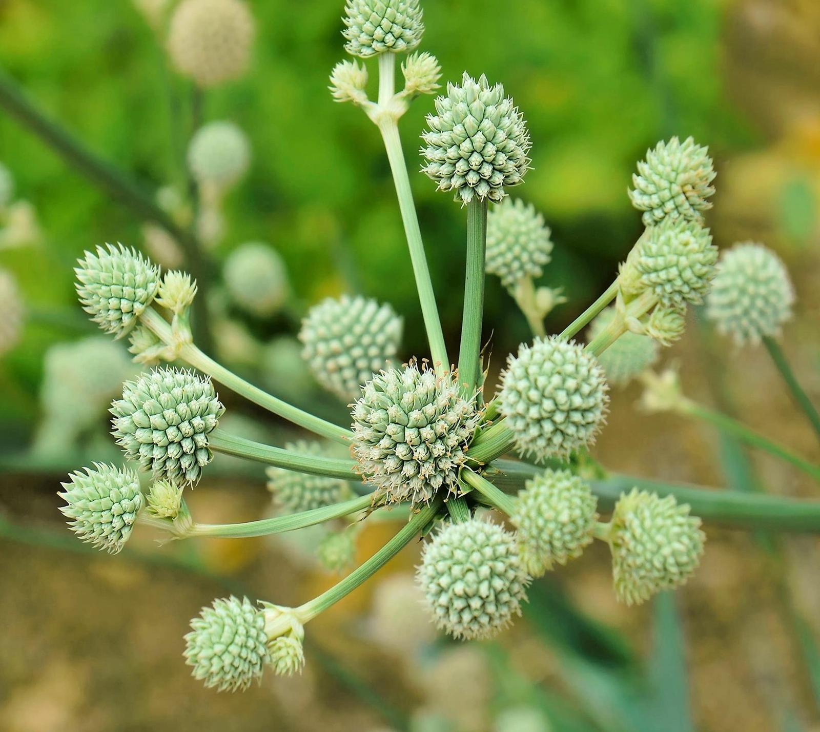 Rattlesnake Master Seeds for Planting (100+ Seeds) – Hardy Herbaceous Perennial
