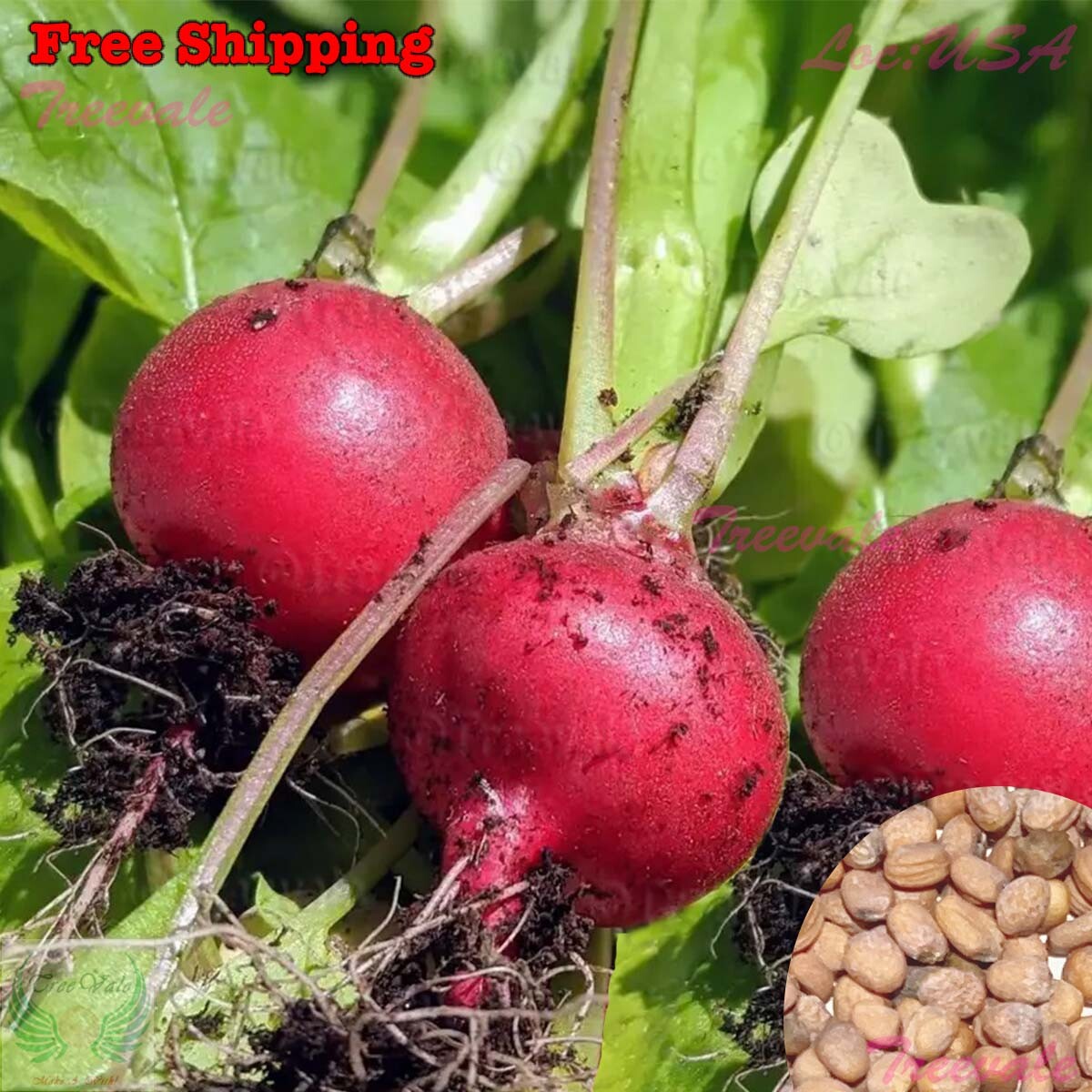 Champion Radish SEEDS – Red Round Radish SEEDS | Vegetable Seeds
