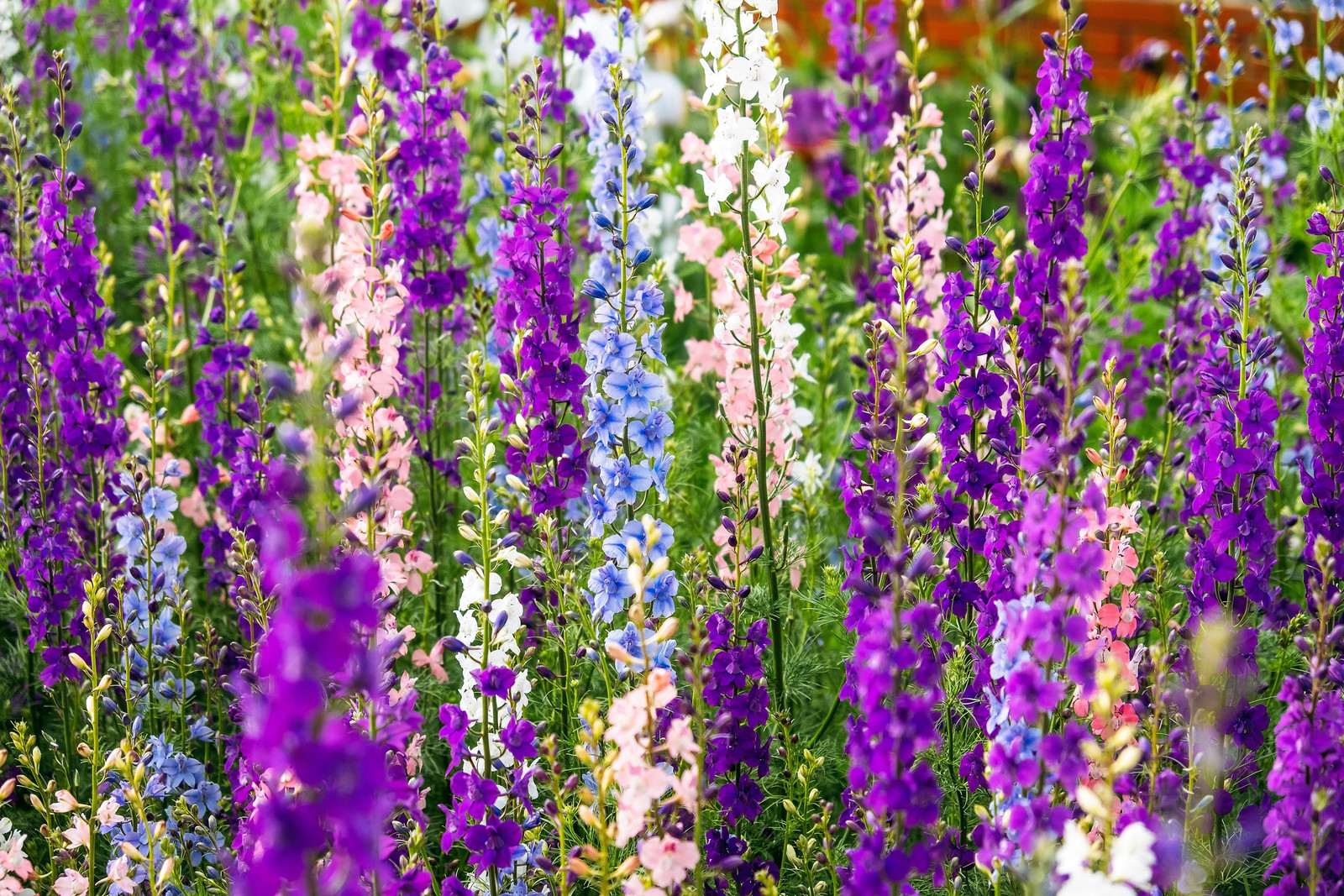 100 ROCKET LARKSPUR DELPHINIUM Consolida Giant Imperial Mixed Color Flower Seeds