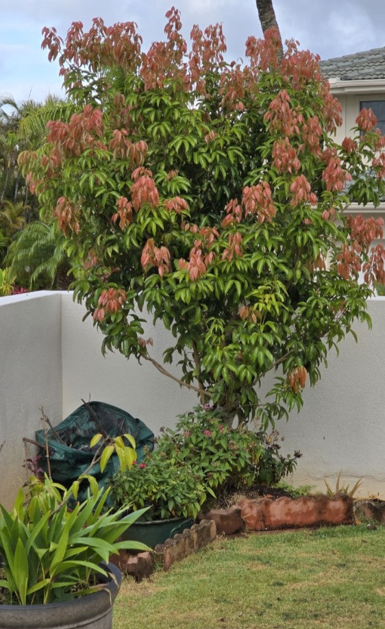 KAIMANA LYCHEE TREE 2 UNROOTED FRESH 8″ CUTTINGS for GRAFTING & AIR LAYERING