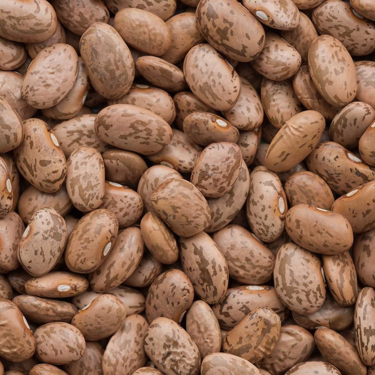 Pinto Beans Beans Seeds Treated. FREE SHIPPING!