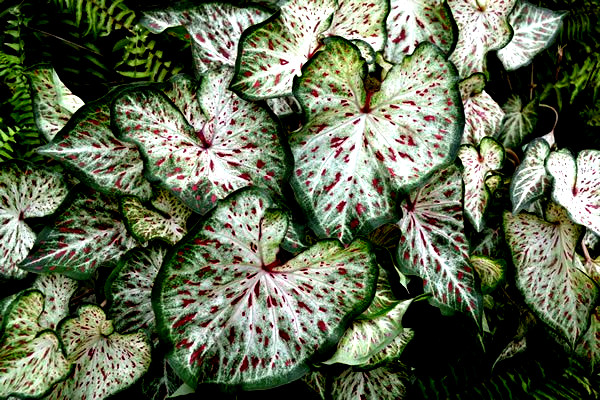 GINGERLAND CALADIUM 12 BULBS direct from Florida Plantation