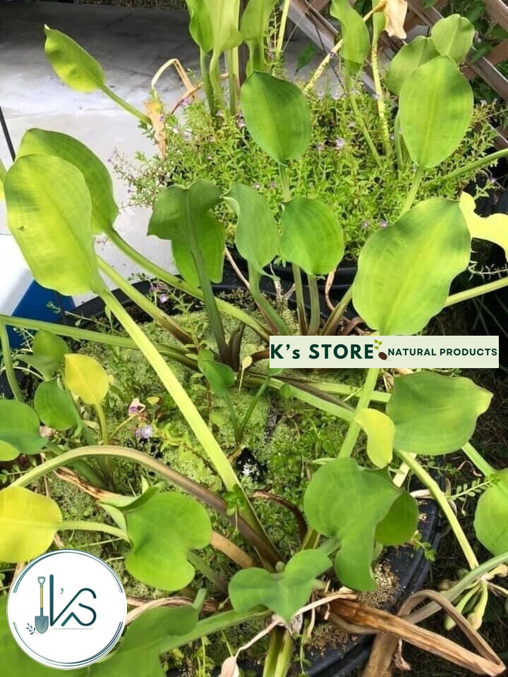 LIMNOCHARIS FLAVA SEEDS, KÈO NÈO, YELLOW SAWAH LETTUCE, BURR HEAD