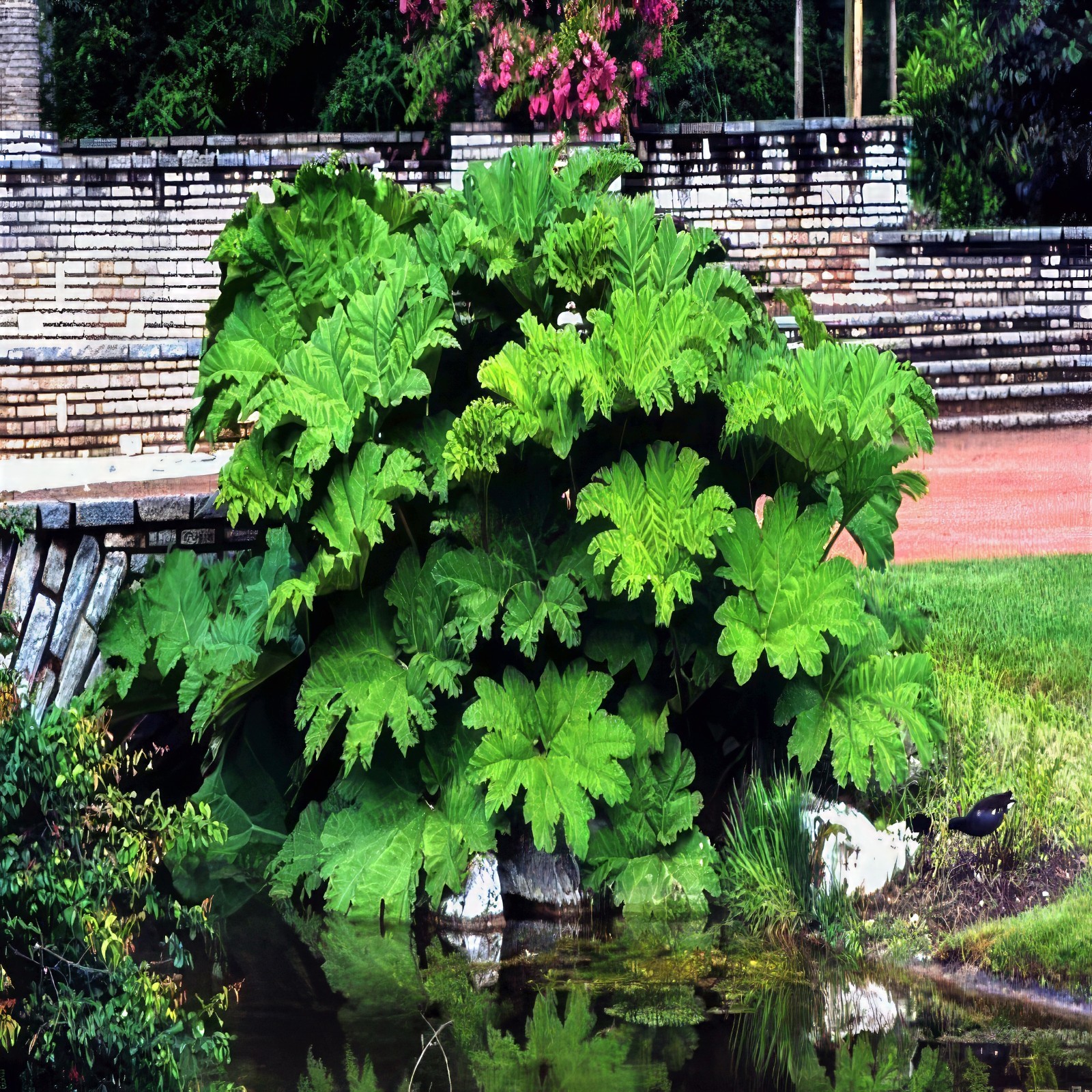 GUNNERA MANICATA SEEDS “Dinosaur Food” Giant Hardy Exotic Flower Plant RARE!