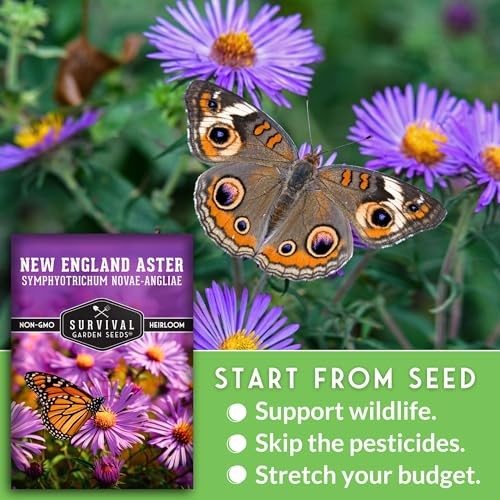 – New England Aster Seeds for Planting | Native Purple Perennial Wildflower 1
