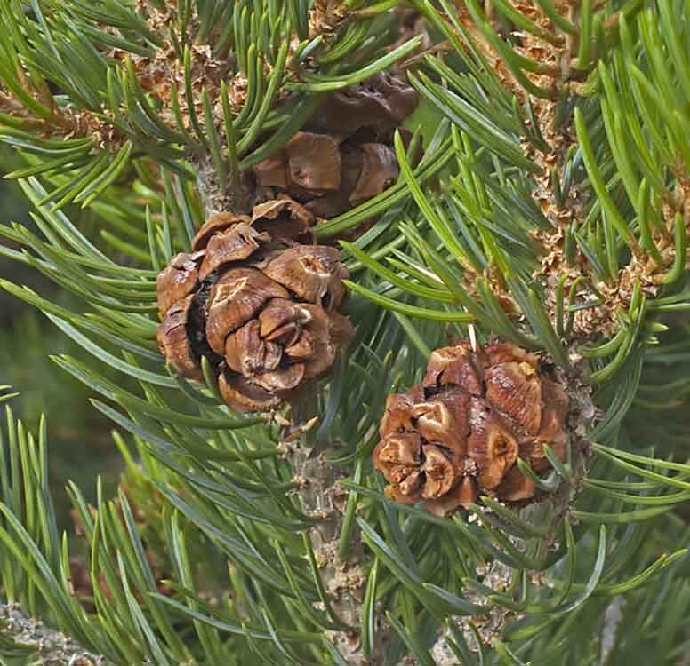 Colorado Pinyon Pine, Pinus cembroides Edulis, Tree Seeds