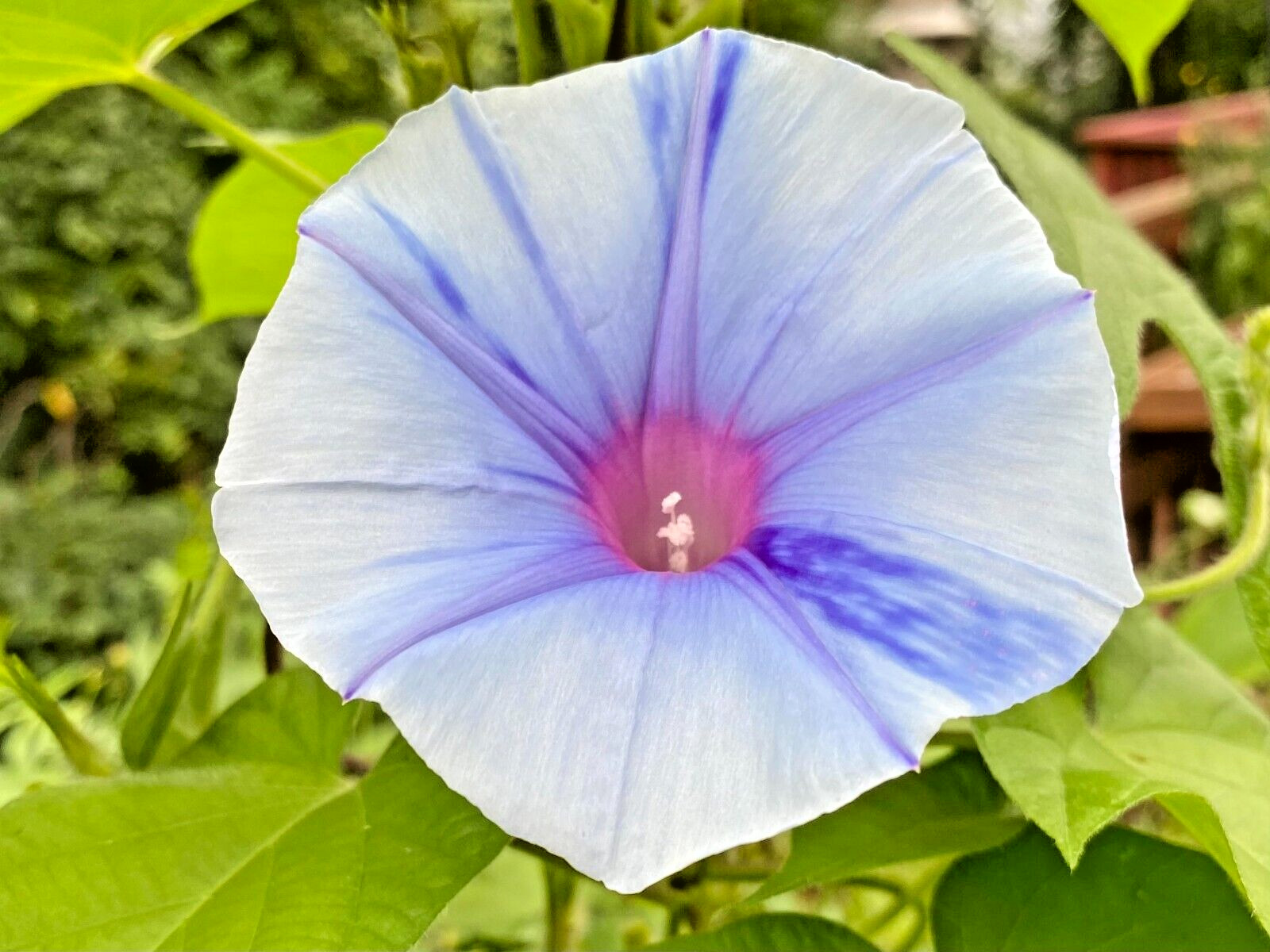 ‘SORA’ Japanese Morning Glory – 8 Seeds-Blue Blizzard Flowers