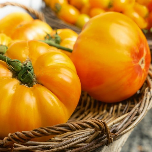Gold Medal Tomato Seeds. 10 Seeds, Free Shipping!
