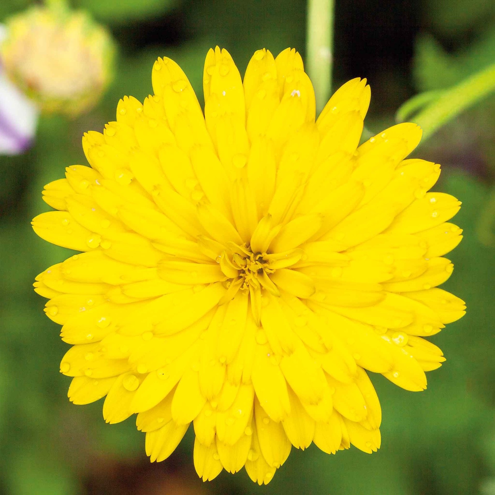20 Premier Calendula Seeds | Heirloom | Fresh Flower Seeds