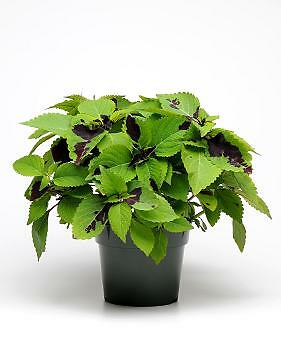Coleus Sun Chocolate Splash 100 seeds