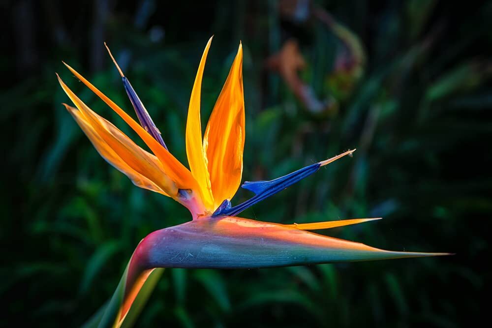 Orange Bird of Paradise Flower Seeds – 5 Seeds to Grow – Great Indoor Tropical P