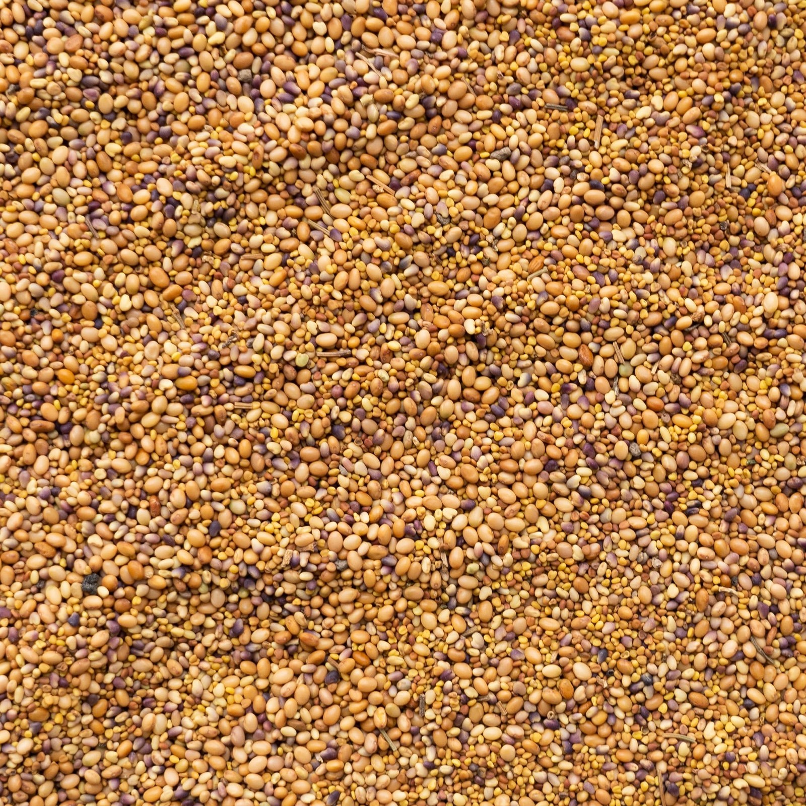 Premium 1 Lb Clover Seed Blend Red White Crimson Nitrogen Fixing Cover Crop