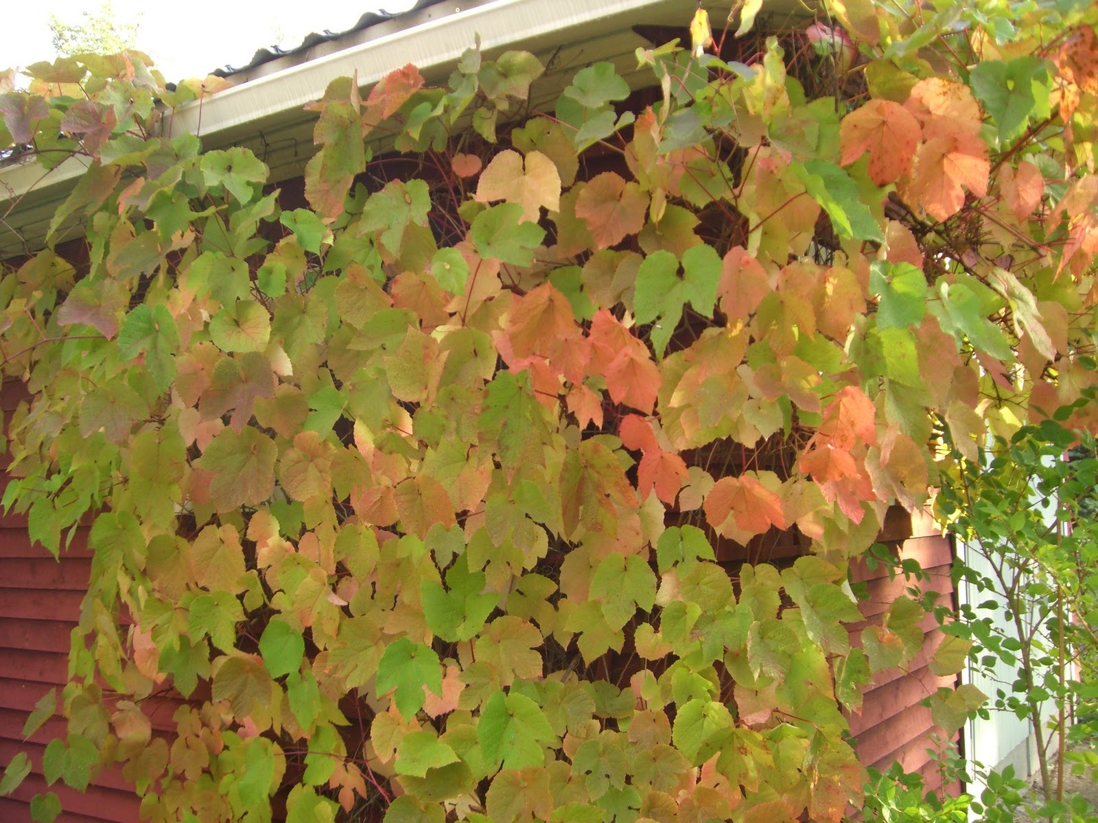Amur Grape, Vitis amurensis, Vine Seeds