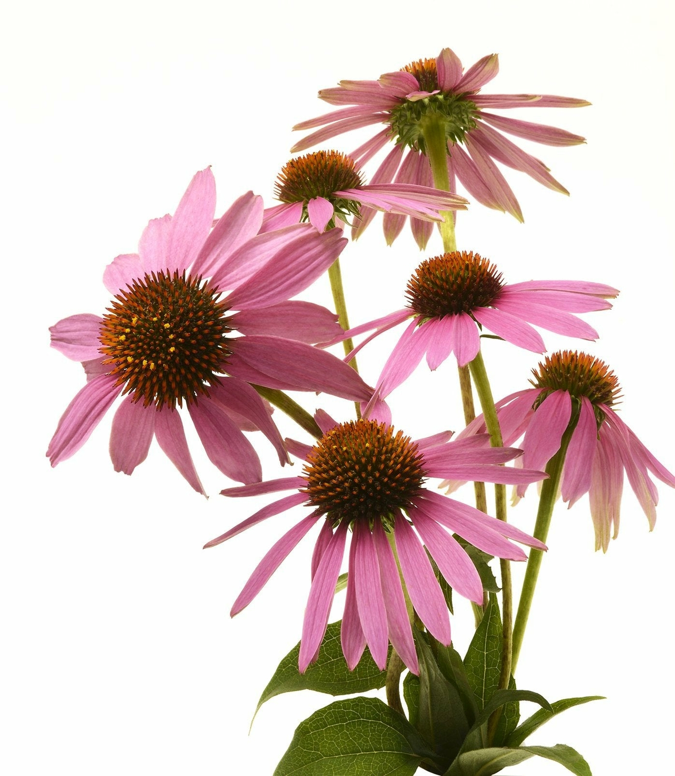 Organic Echinacea – Echinacea purpurea