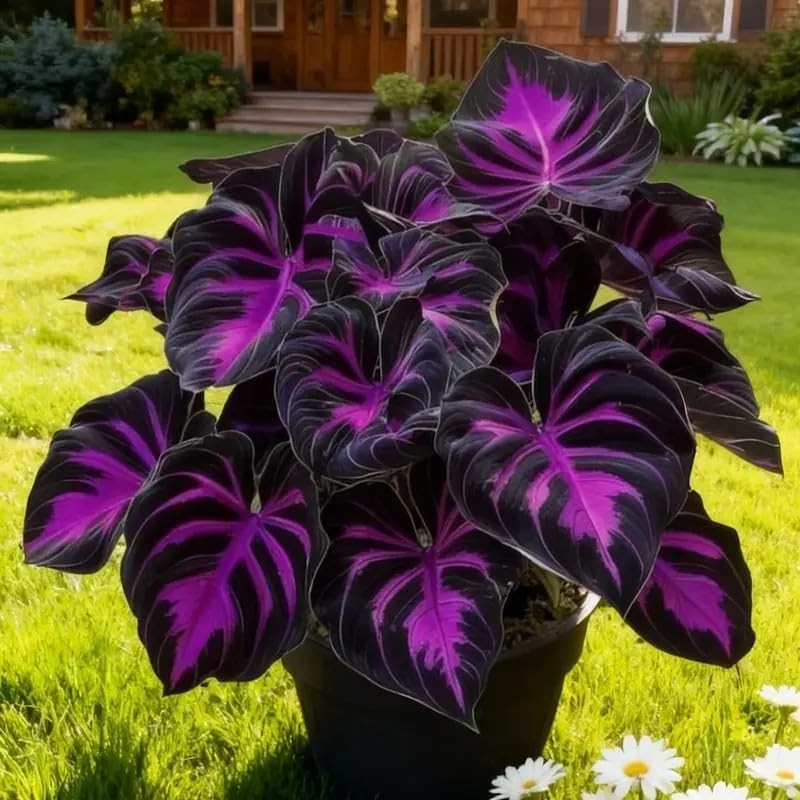 308 Hosta Seeds for Planting – Rare Perennial Shade Plants, Lush Purple