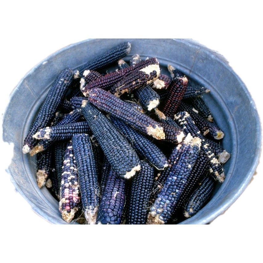Hopi Blue Corn Seeds Organic Nom Gmo Quantity 7+