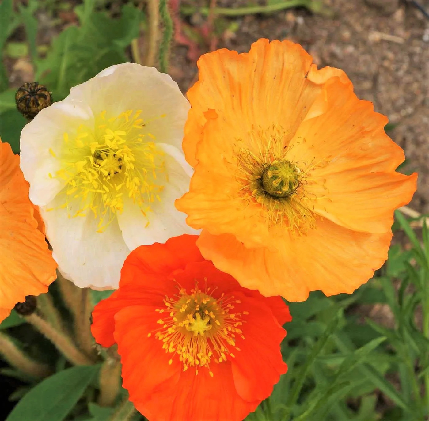 Iceland Poppy Seeds | Papaver Nudicaule Paper Poppies Champagne Flower Seed 2024