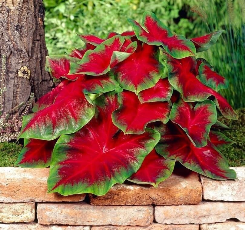 10 Tropical Cardinal Caladium Bulbs – Shade Resistant and Low Maintenance