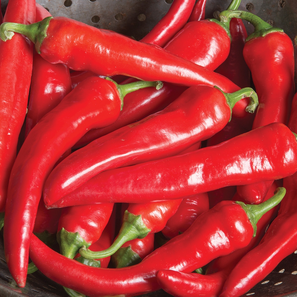 Cayenne Large Red Thick Pepper Seeds, NON-GMO, Variety Sizes Sold, FREE SHIP