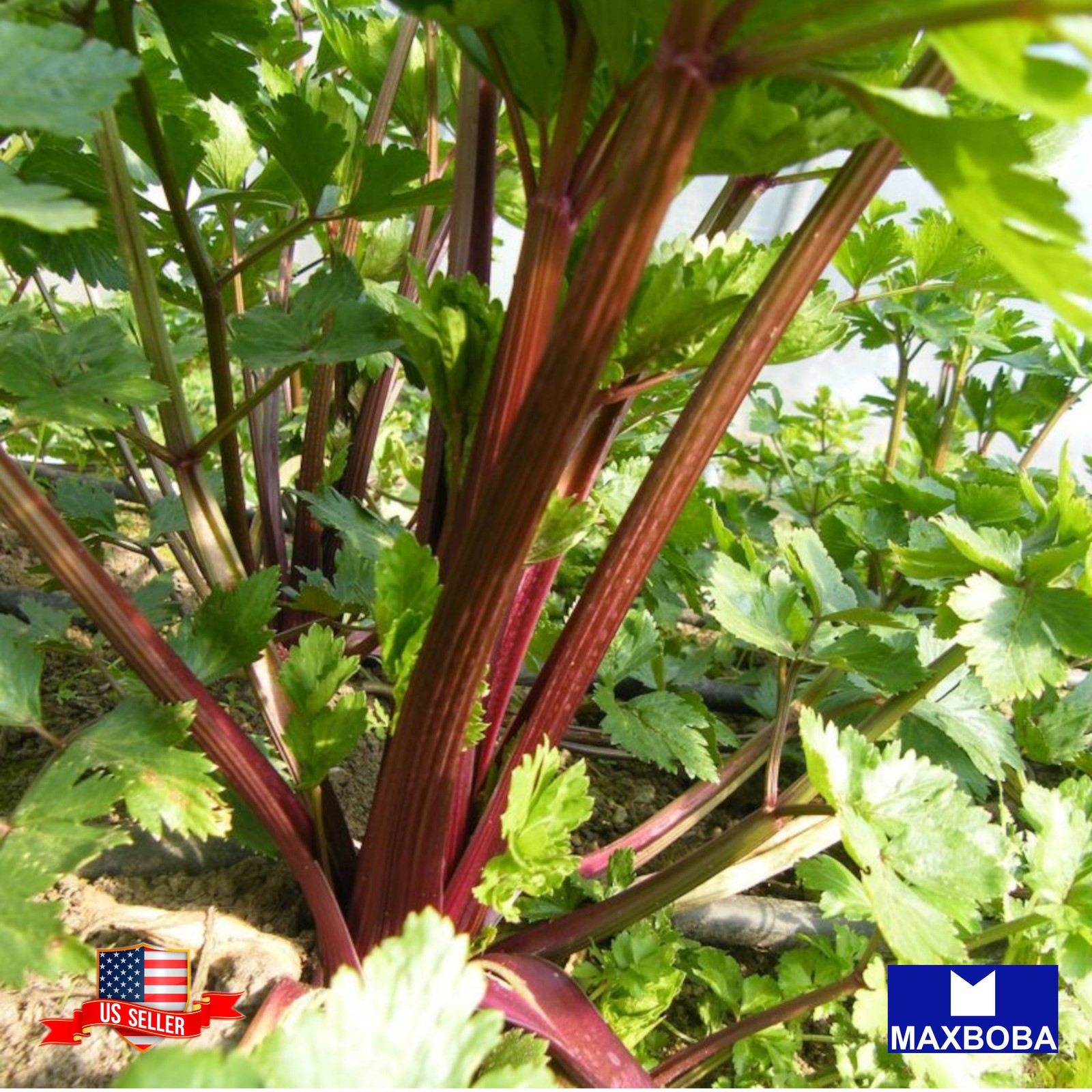60 Celery Seeds Redventure Organic Non-GMO Heirloom BOGO 50%OFF