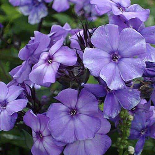 Beauty Blue Phlox Seeds | 50 – 1,000 Seeds | Non-GMO | Free Shipping | 1239