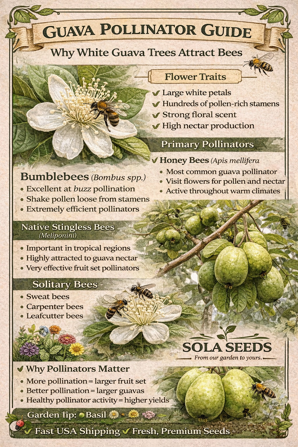 20 Bangkok Giant White Guava Seeds – Grow Huge Crisp Tropical Guavas