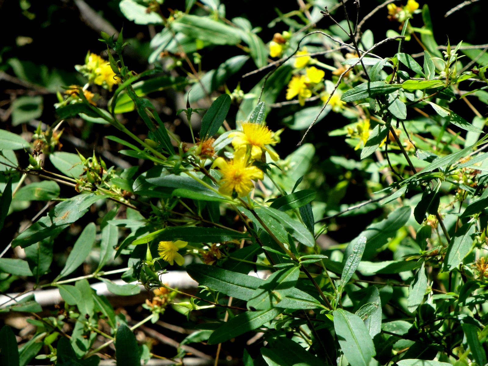 Shrubby St. John’s Wort Hypericum prolificum Native perennial Bush 100seeds 2025