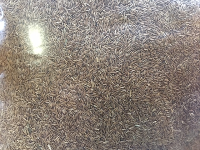 Kentucky Bluegrass Grass Seed – 9 lbs – Direct from Grower – Beautiful Lawn!