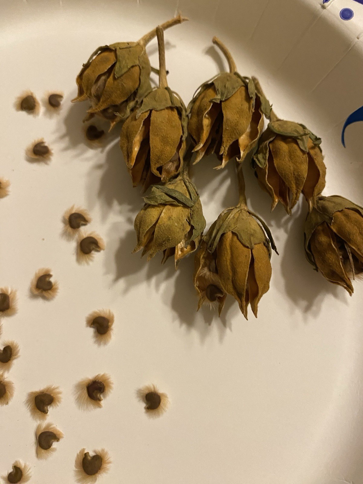 Red Heart White Rose of Sharon Seeds (Hibiscus syriacus) Hibiscus Tree/Shrub