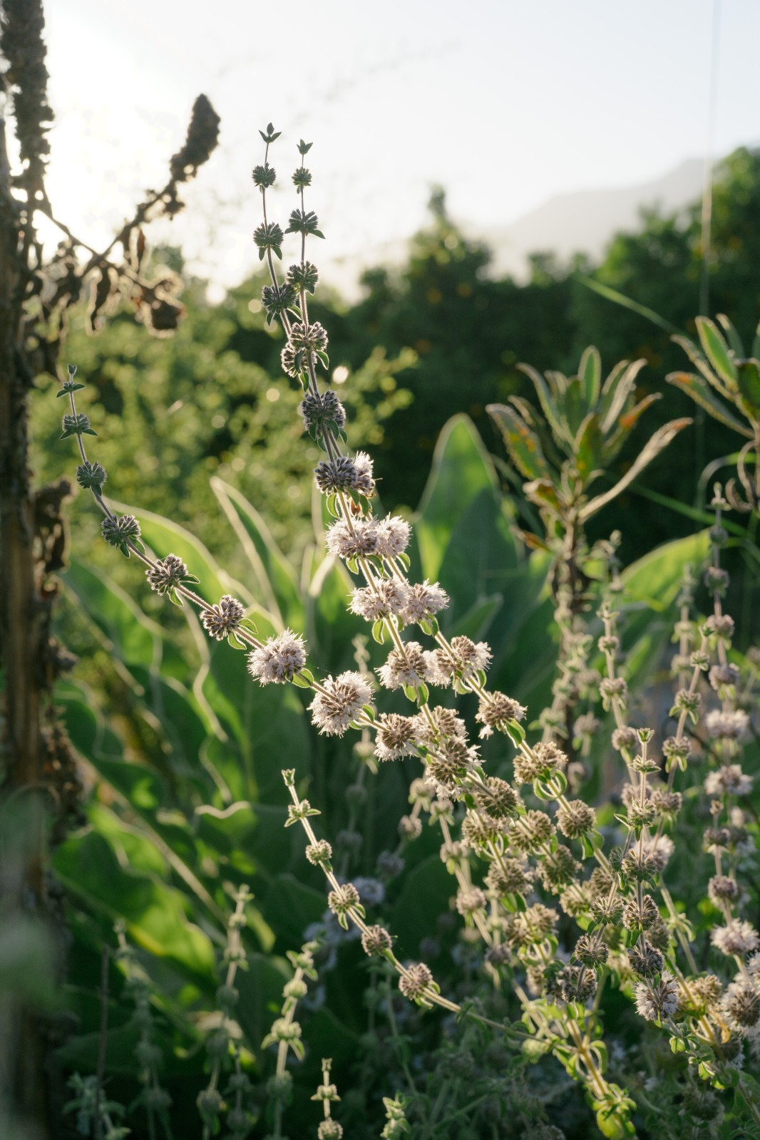 Organic European Pennyroyal Seeds: Perennial Mint, 400 Seed Packet / Bulk Pack