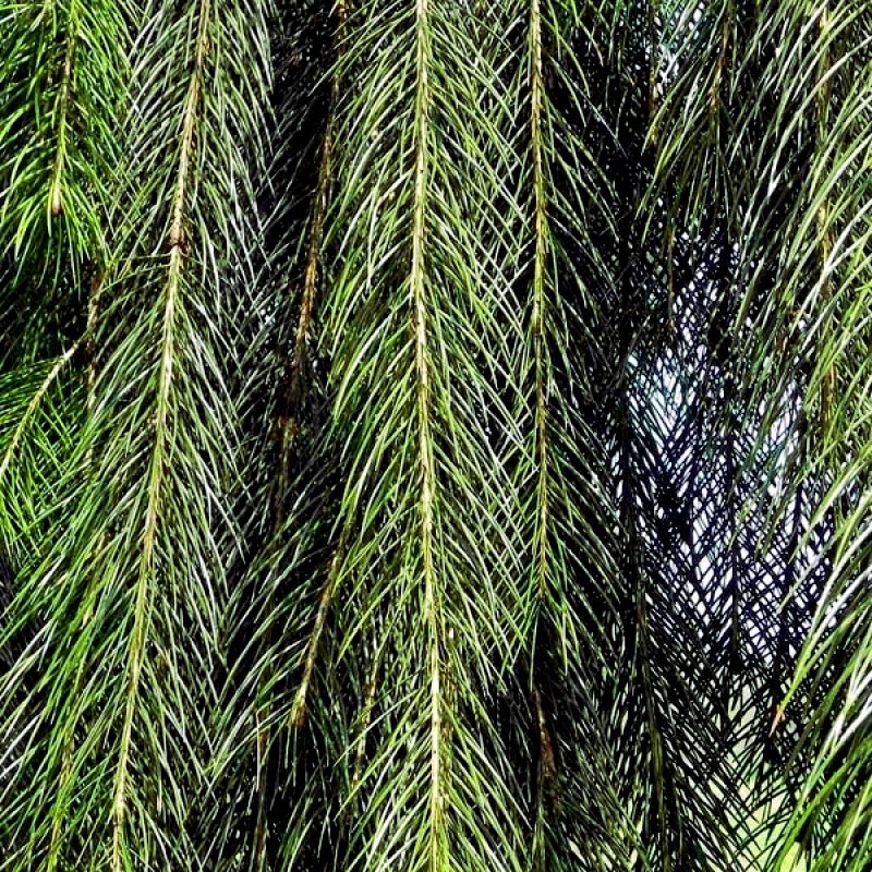 Himalayan Spruce Tree Seeds (Picea smithiana) Weeping Morinda Evergreen/Bonsai