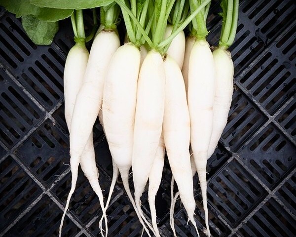 Radish Icicle / Mooli HEIRLOOM 100+ Seeds 100% Organic Non GMO Grown In USA