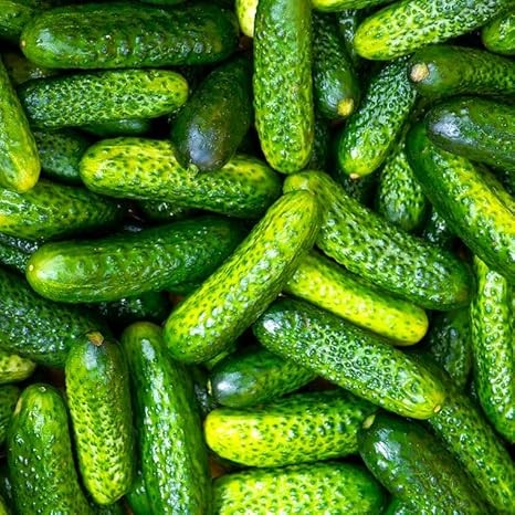 TomorrowSeeds Parisian Gherkin Cucumber Seeds – 50+ Count for Home Garden