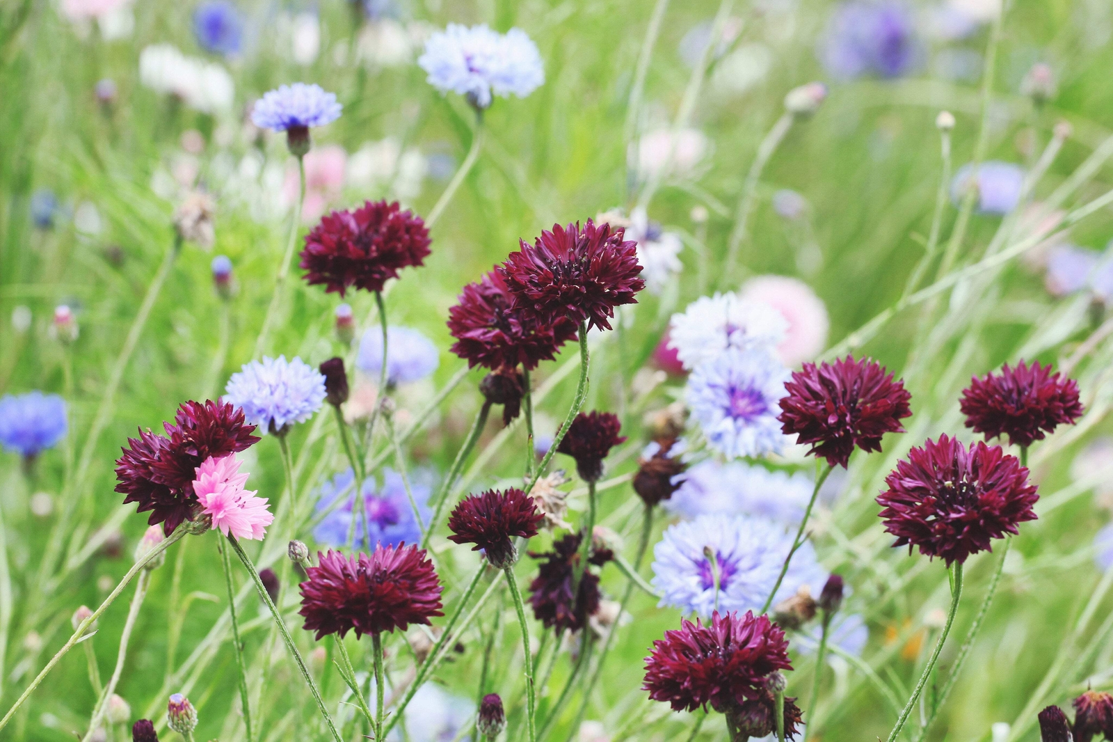 25 Black Garnet BACHELOR’S BUTTON / CORNFLOWER Centaurea Cyanus Flower Seeds