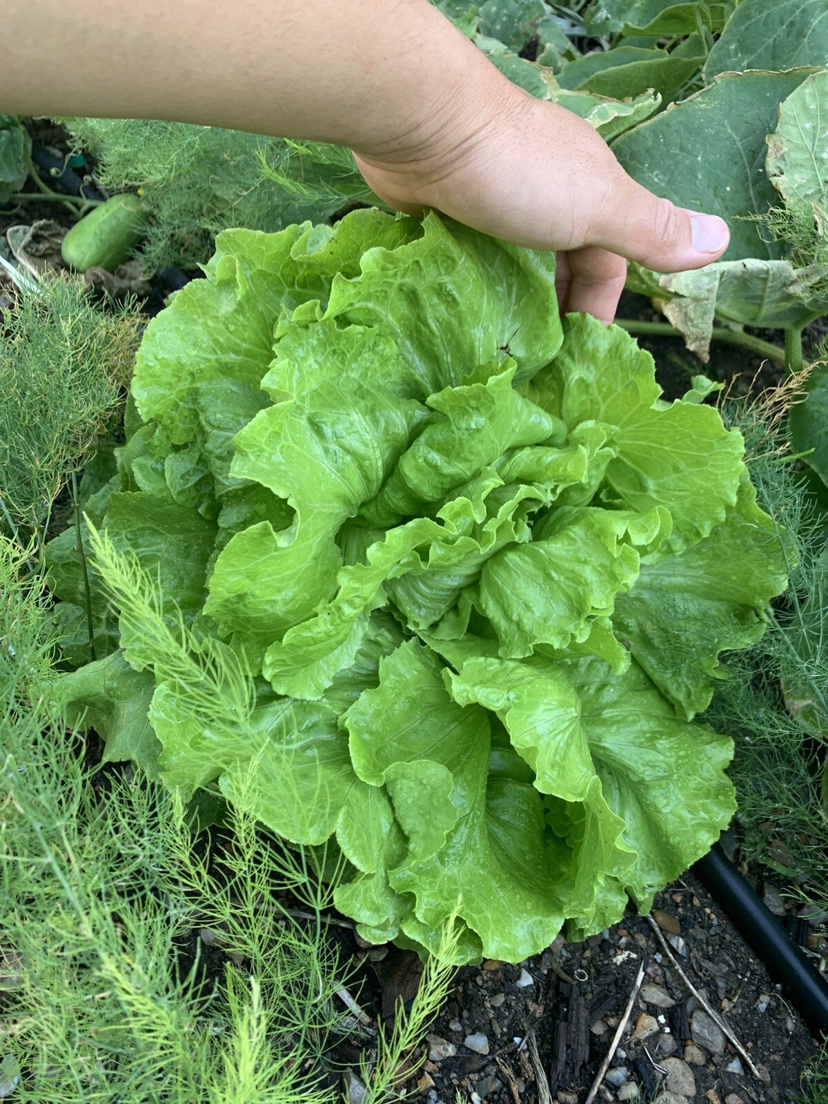 1000 Pc Best Lettuce Seeds, Butterhead, Bibb, NON-GMO, Heirloom, FREE SHIPPING
