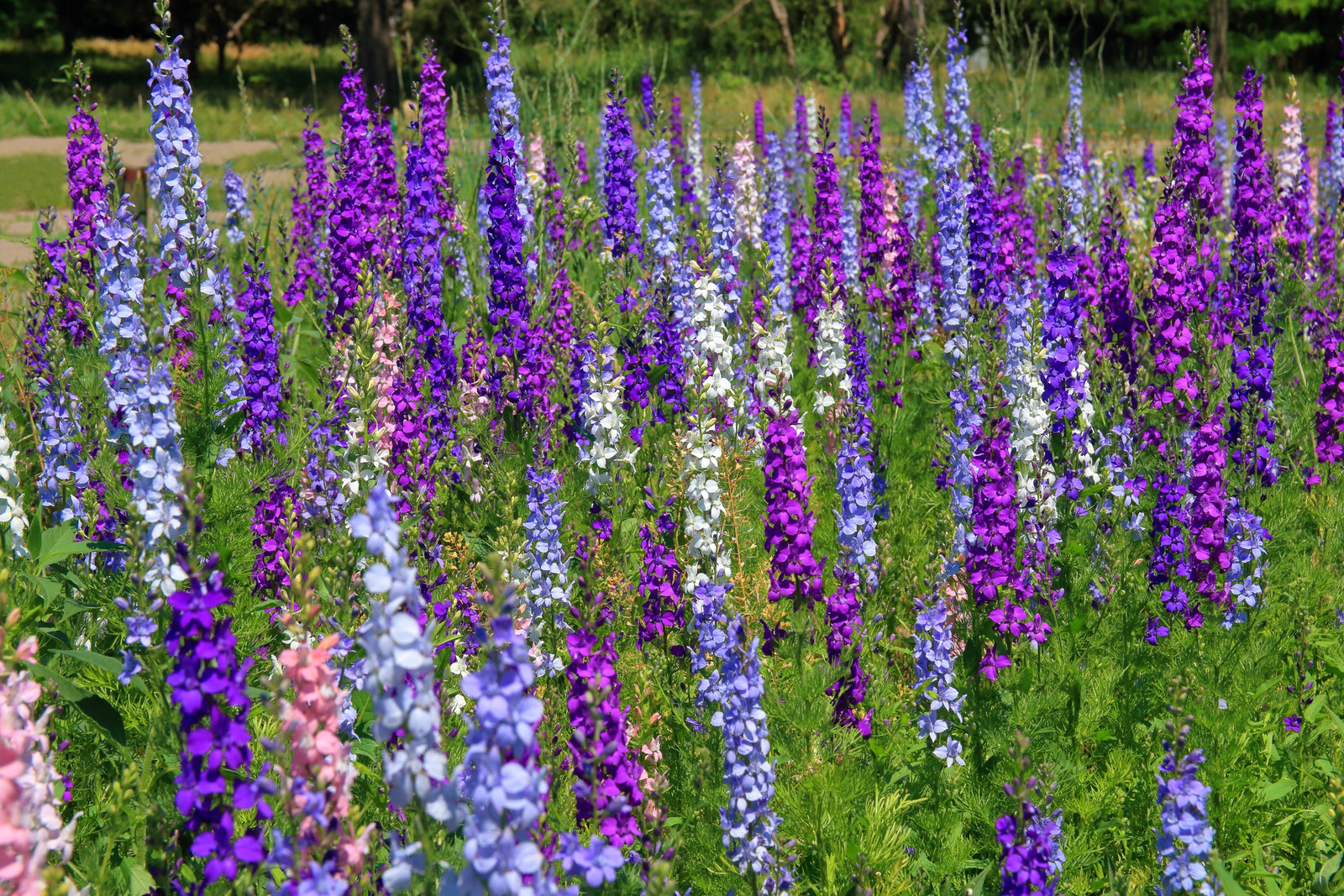 100 ROCKET LARKSPUR DELPHINIUM Consolida Giant Imperial Mixed Color Flower Seeds